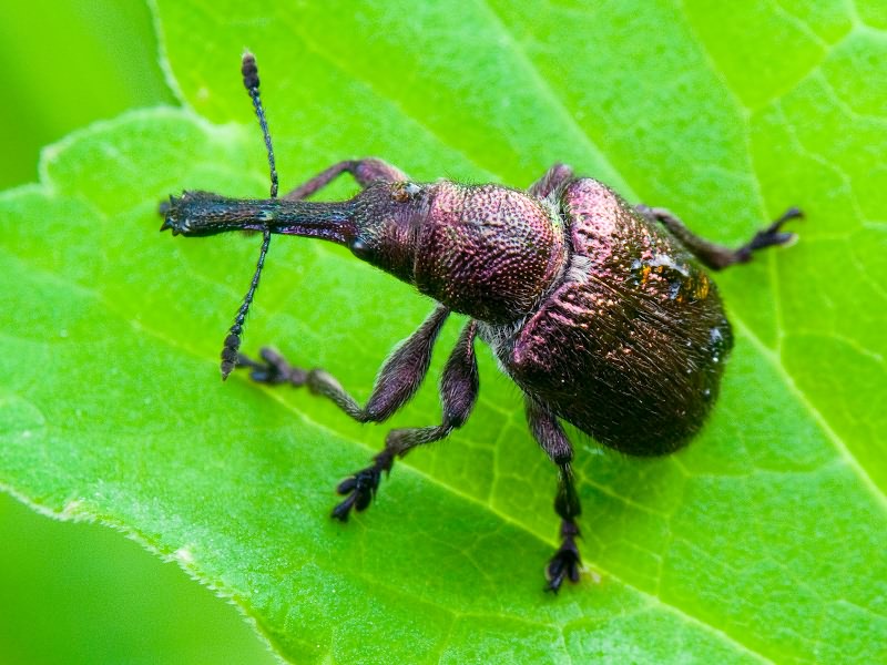 Rhynchites (Epirhynchites) giganteus Krynicki, 1832